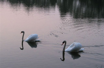Swans at Mill Retreat Centre