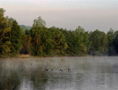 Lake and birds